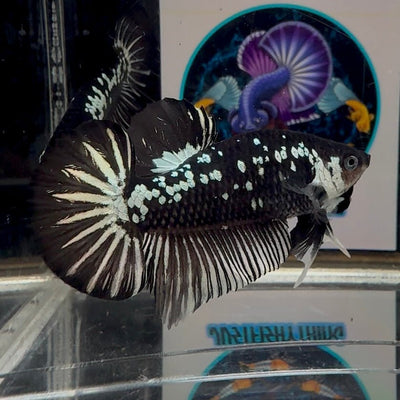 Black Mamba A34 Plakat - Male Betta
