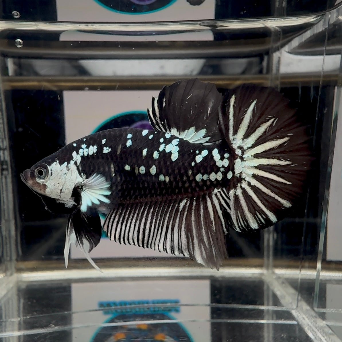 Black Mamba A34 Plakat - Male Betta