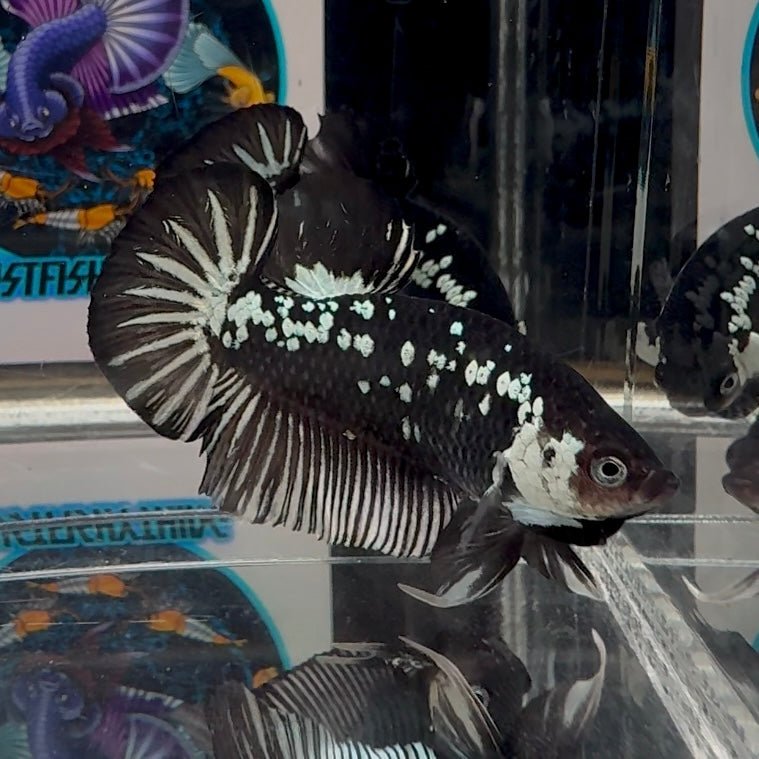 Black Mamba A34 Plakat - Male Betta