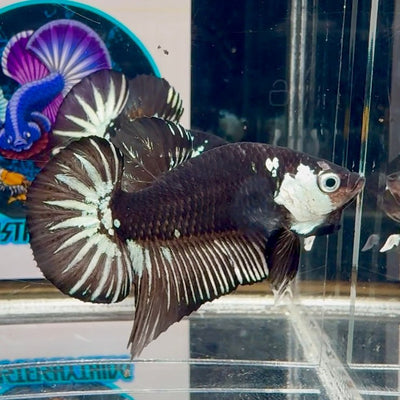 Black Mamba A35 Plakat - Male Betta