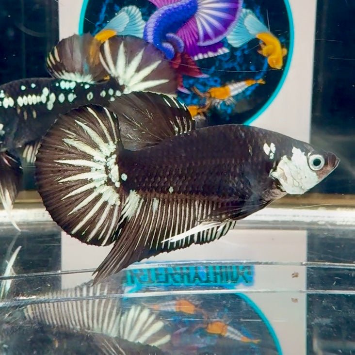 Black Mamba A35 Plakat - Male Betta