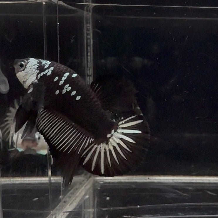 Black Mamba A36 Plakat - Male Betta