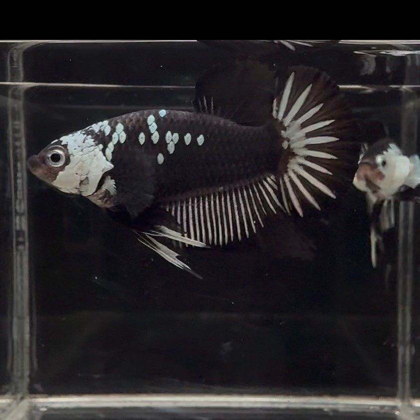 Black Mamba A36 Plakat - Male Betta