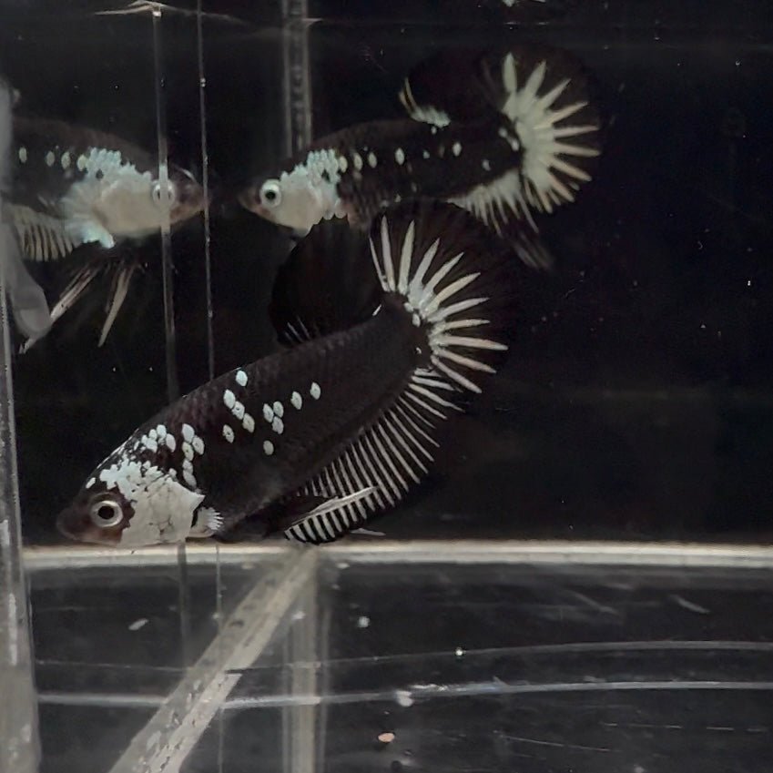 Black Mamba A36 Plakat - Male Betta