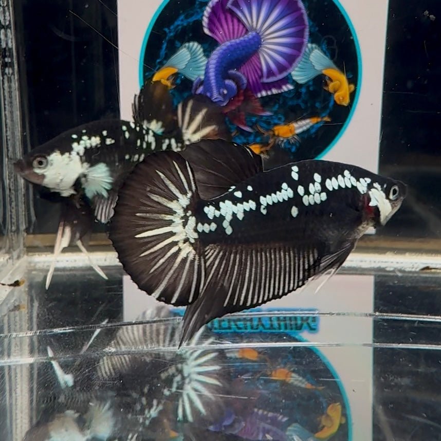 Black Mamba A70 Plakat - Male Betta