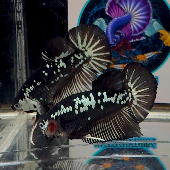 Black Mamba A70 Plakat - Male Betta