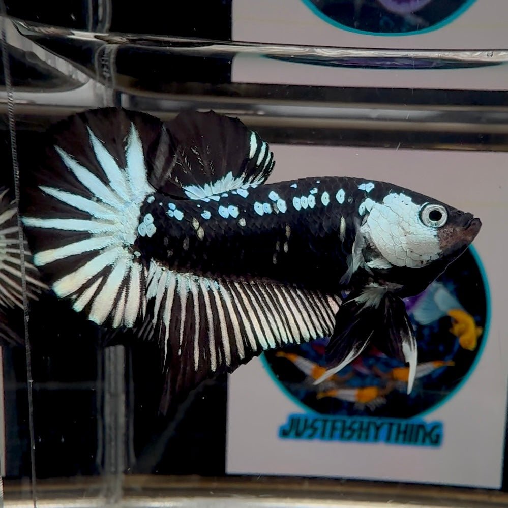 Black Mamba A71 Plakat - Male Betta