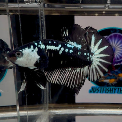 Black Mamba A71 Plakat - Male Betta