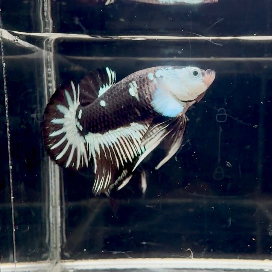 Black Mamba A72 Plakat - Male Betta