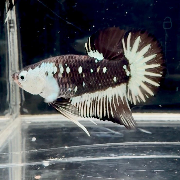 Black Mamba A72 Plakat - Male Betta