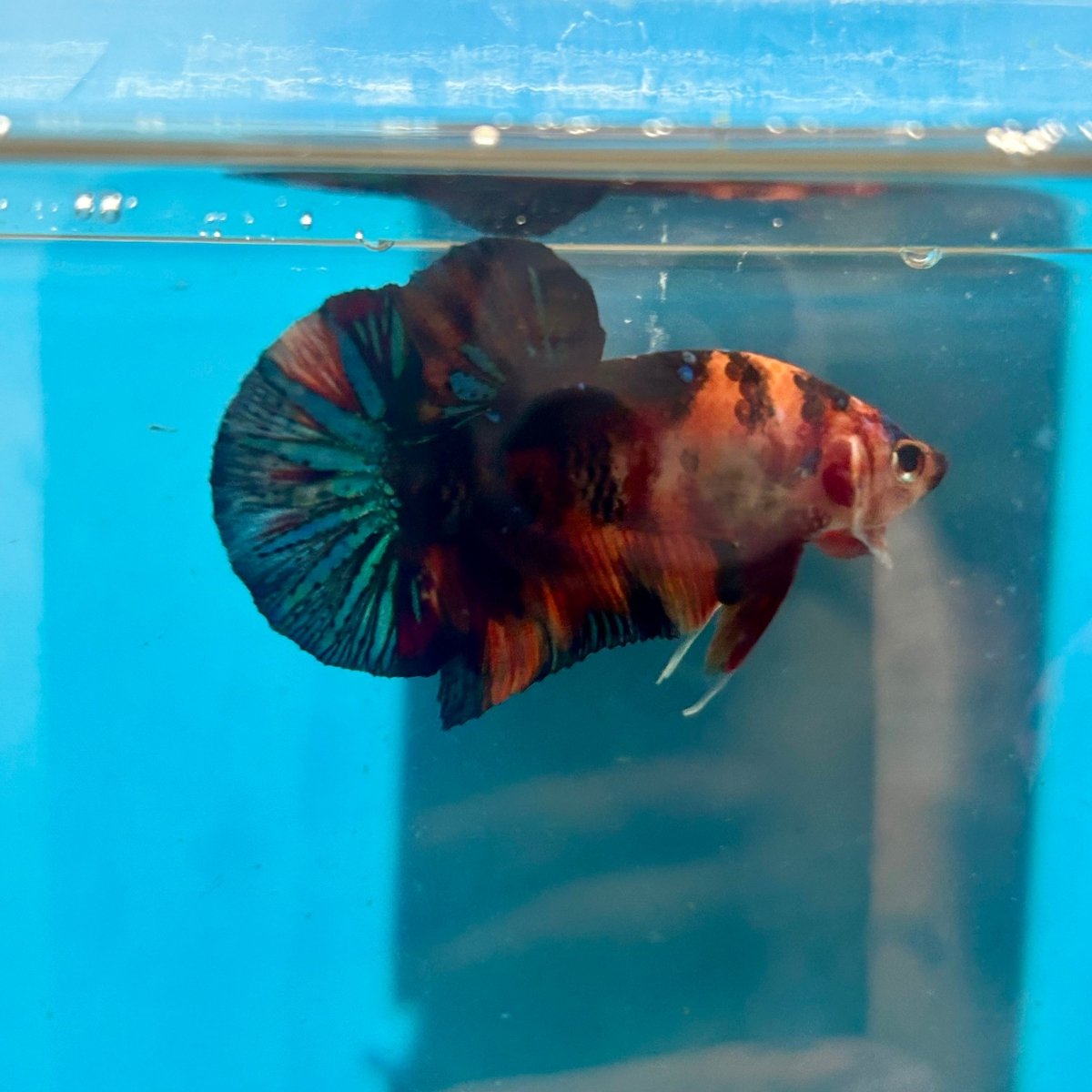 Black Nemo Koi Plakat - Male Betta 006
