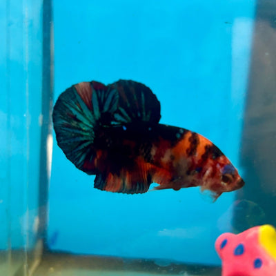 Black Nemo Koi Plakat - Male Betta 006