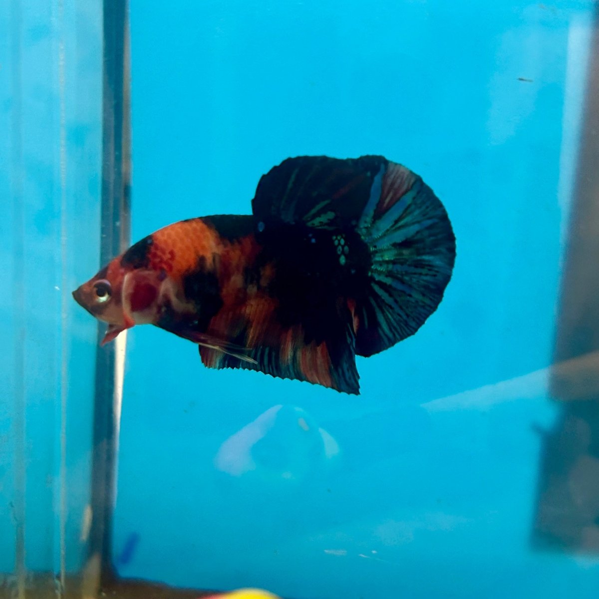 Black Nemo Koi Plakat - Male Betta 006
