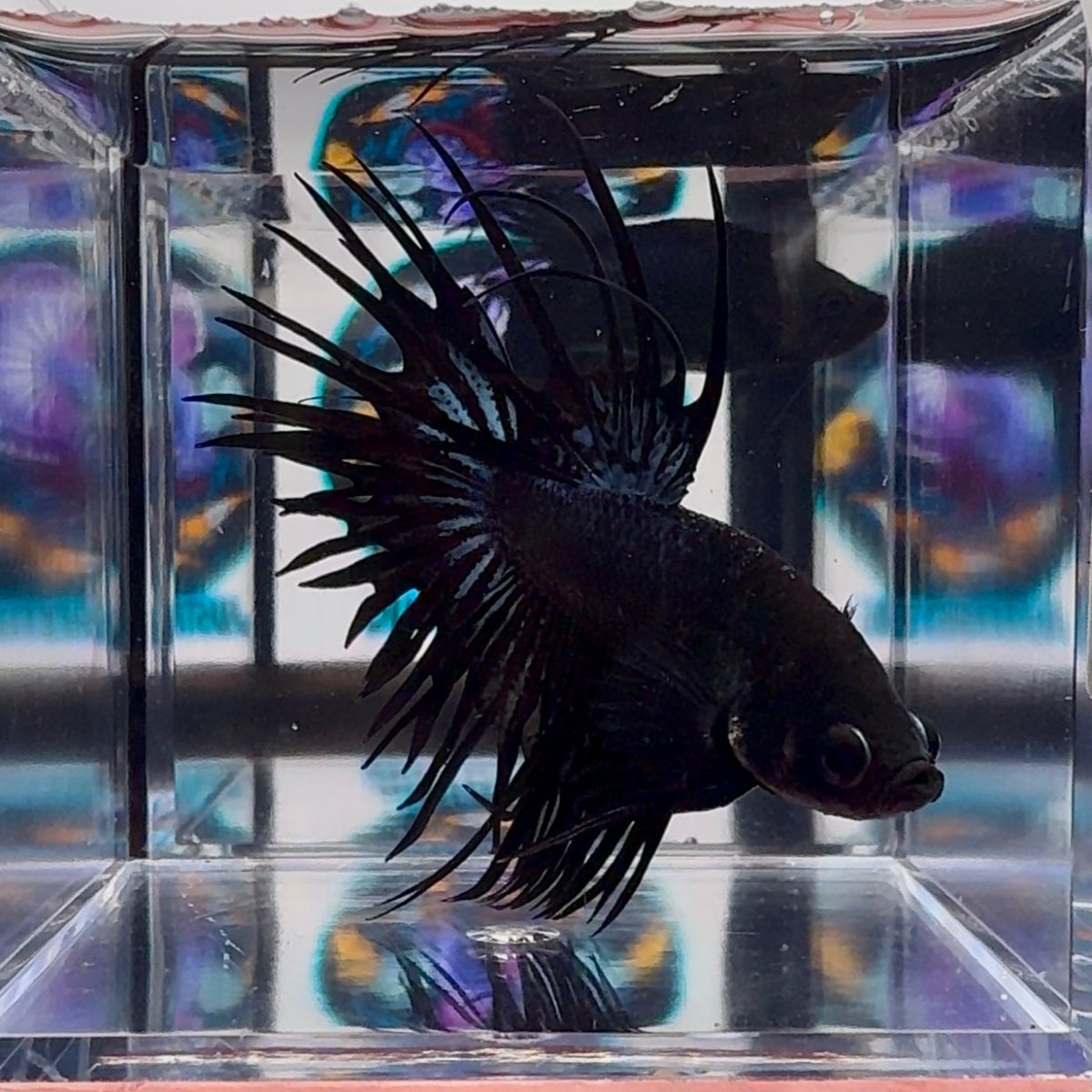 Black Orchid Crowntail Halfmoon A114, A148 - Male Betta
