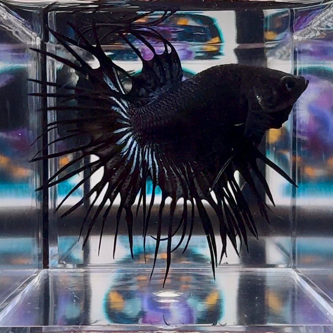 Black Orchid Crowntail Halfmoon A114, A148 - Male Betta