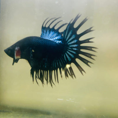 Black Orchid Crowntail - Male Betta 119