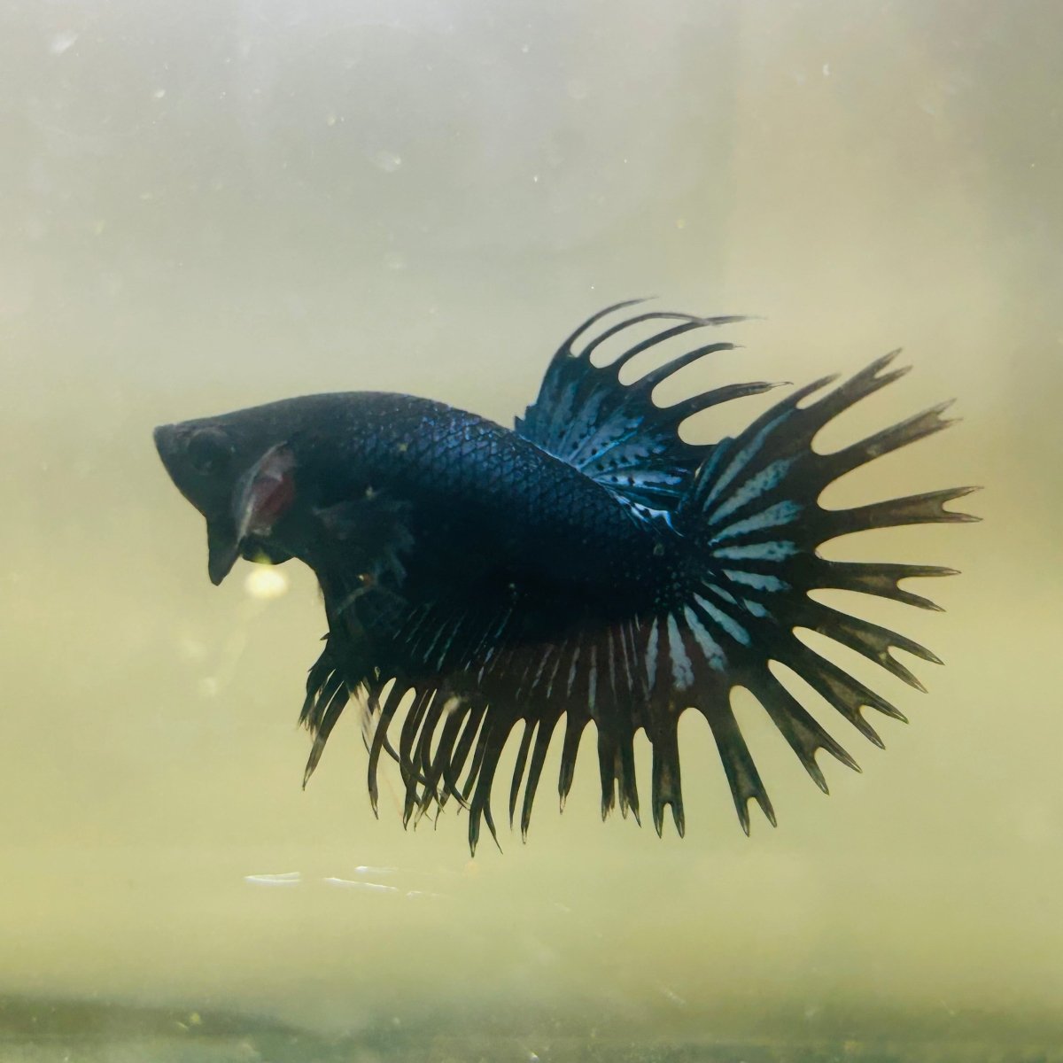 Black Orchid Crowntail - Male Betta 119