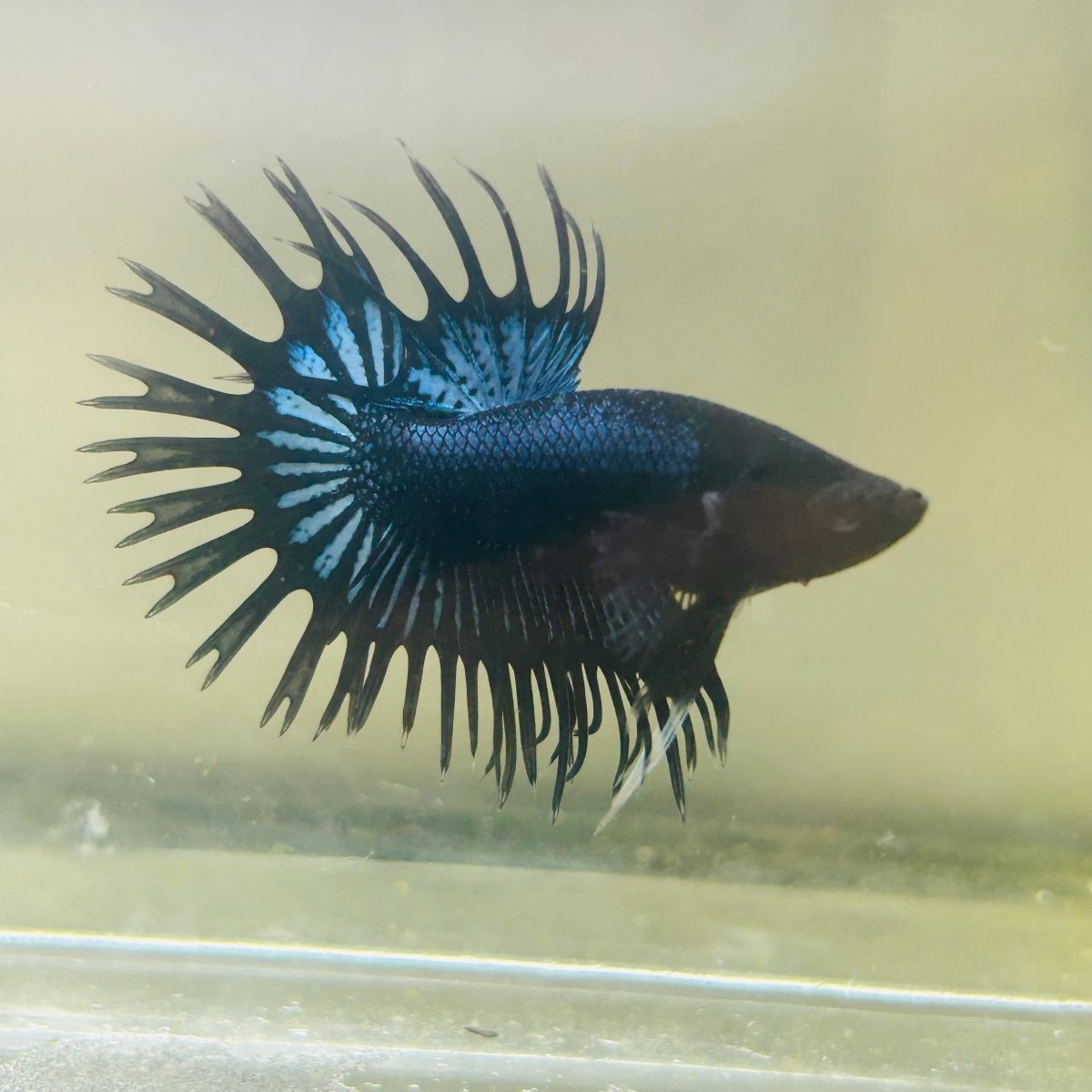 Black Orchid Crowntail - Male Betta 119