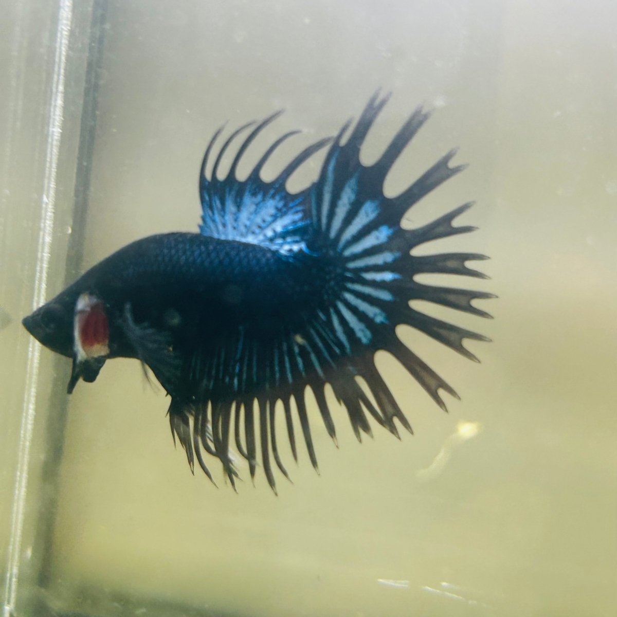 Black Orchid Crowntail - Male Betta 119