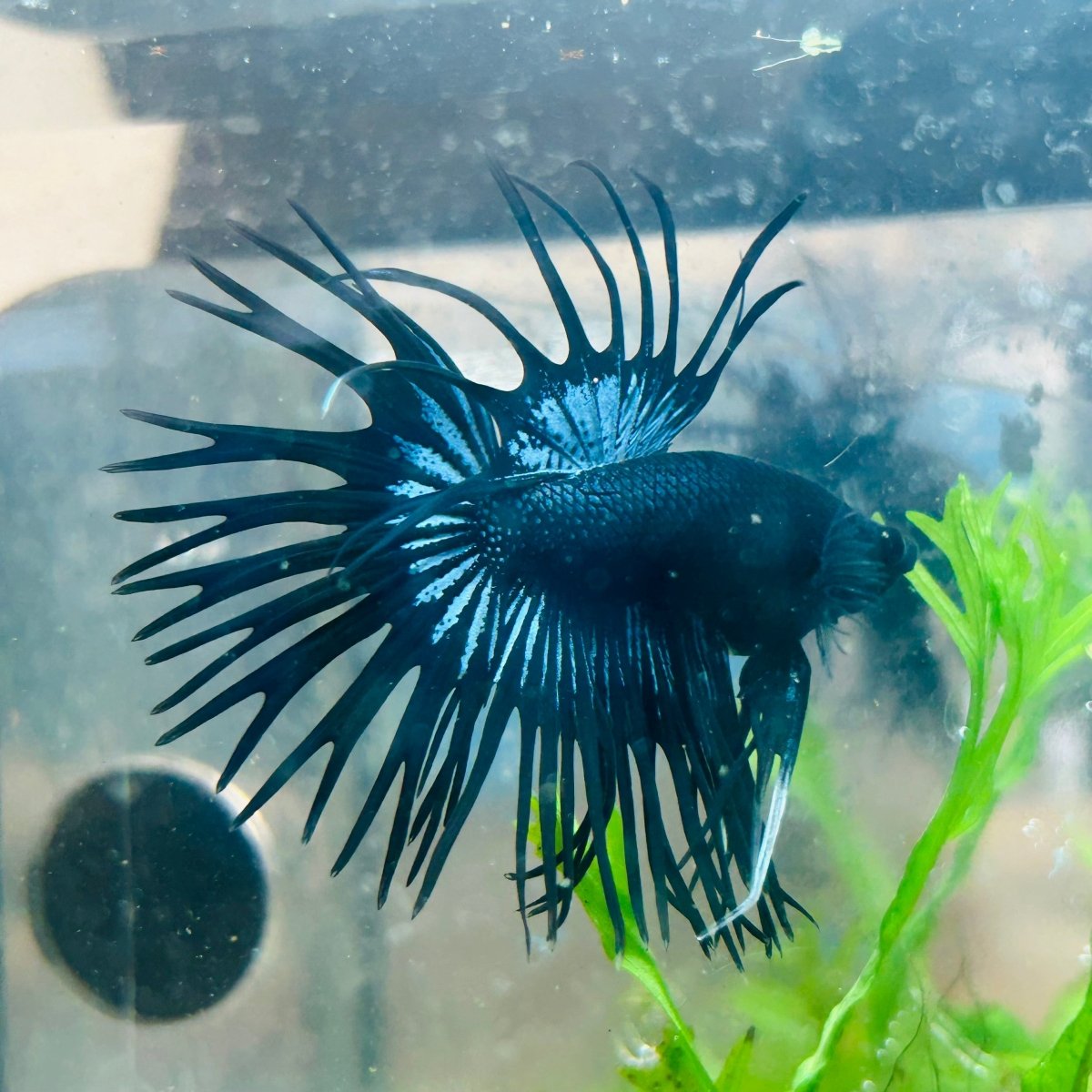 Black Orchid Crowntail - Male Betta 132