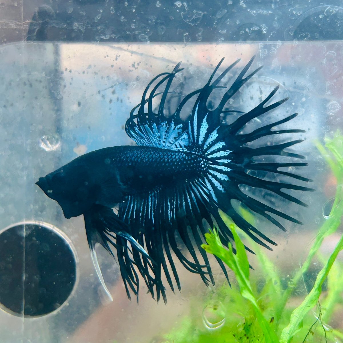 Black Orchid Crowntail - Male Betta 132