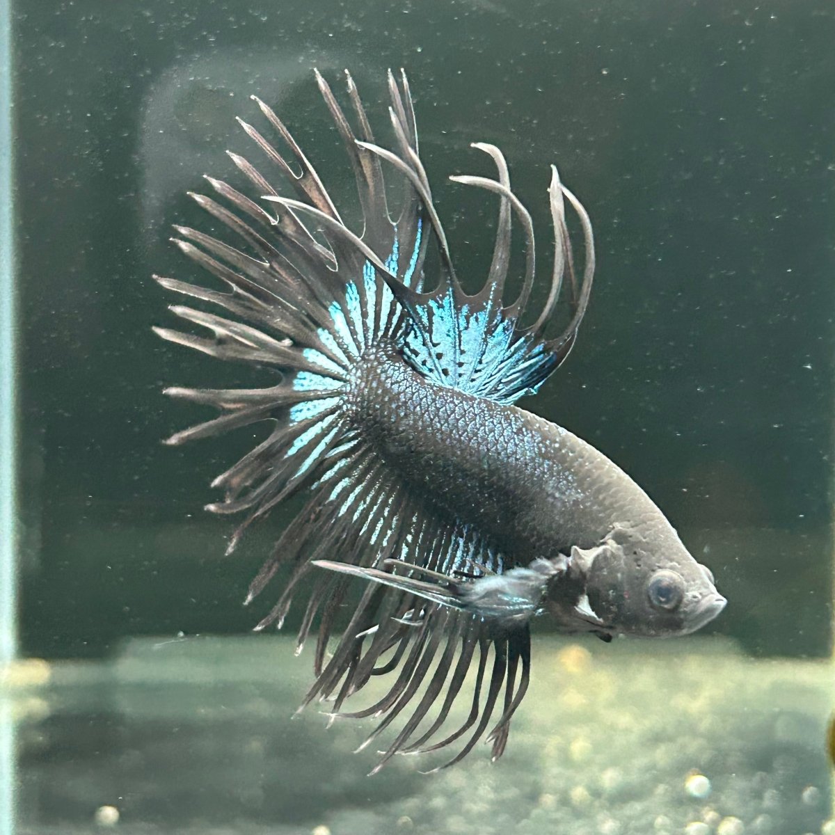 Black Orchid Crowntail - Male Betta A47