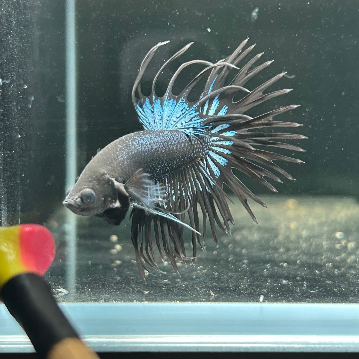 Black Orchid Crowntail - Male Betta A47