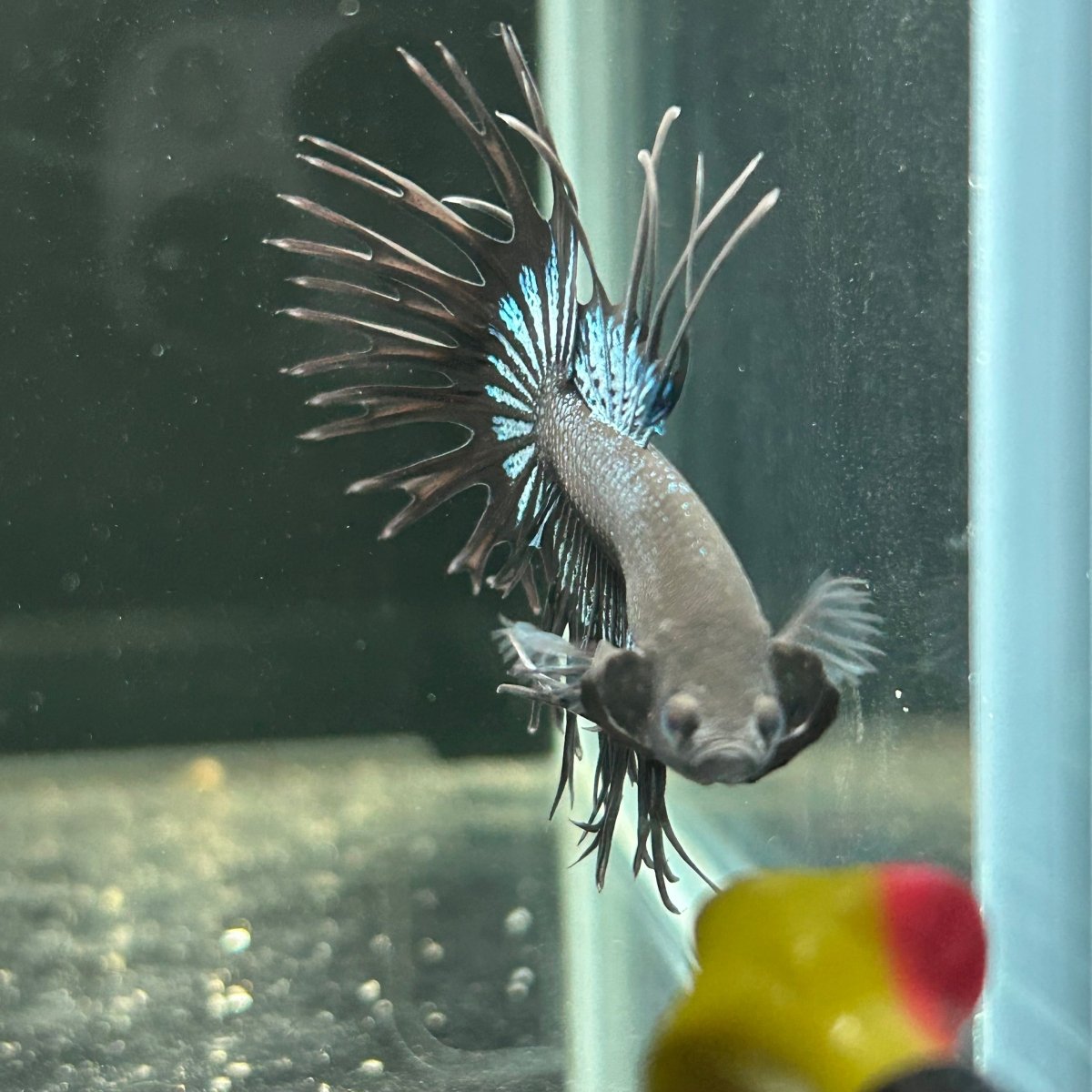 Black Orchid Crowntail - Male Betta A47