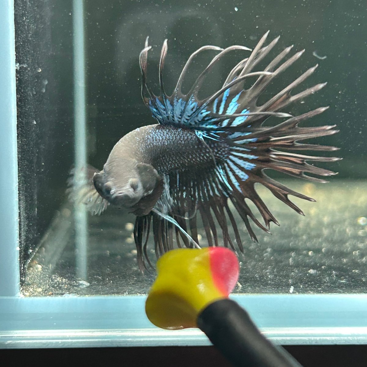 Black Orchid Crowntail - Male Betta A47