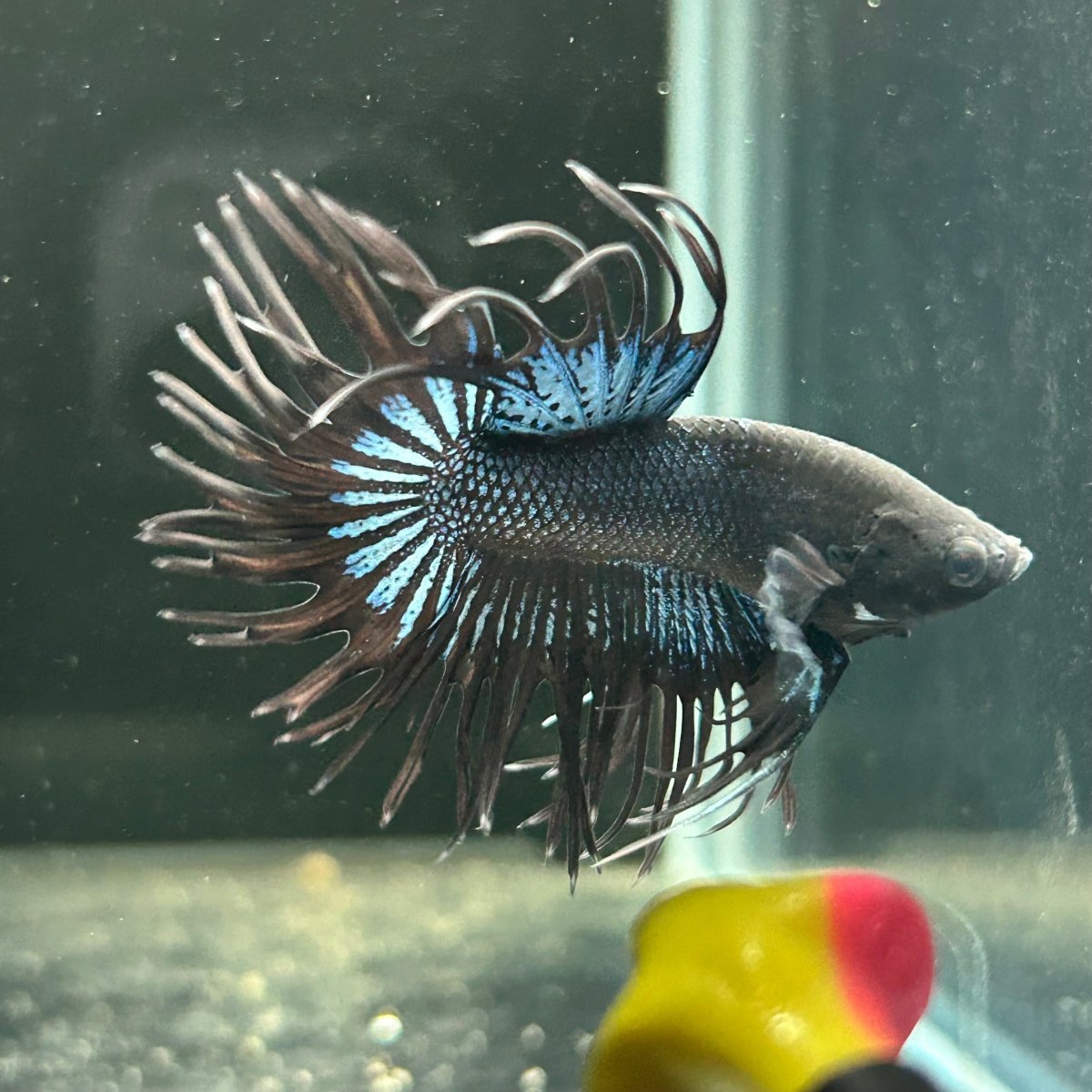 Black Orchid Crowntail - Male Betta A47