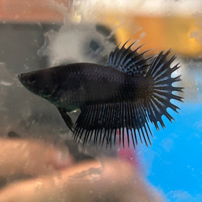 Black Orchid King Crowntail - Female Betta