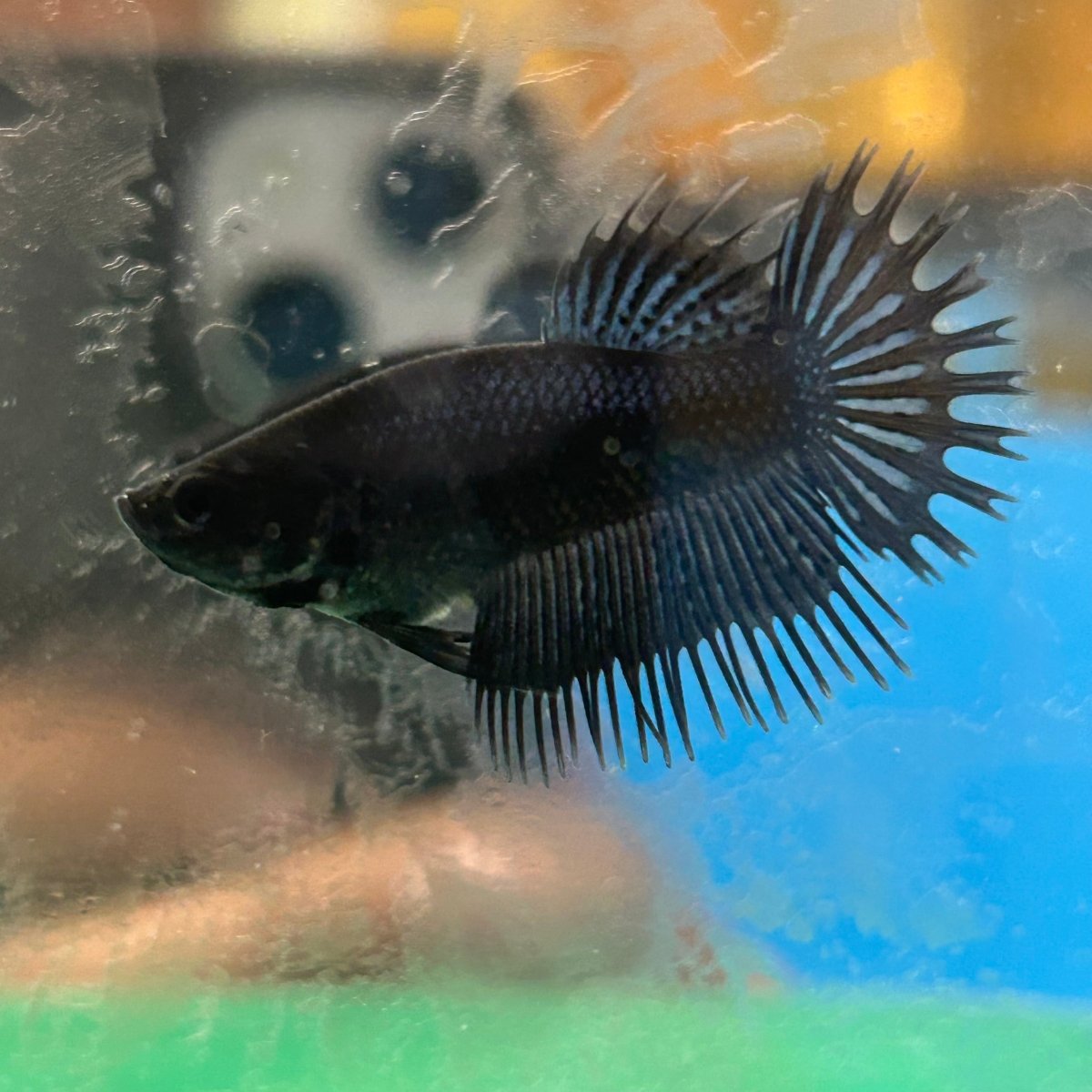 Black Orchid King Crowntail - Female Betta
