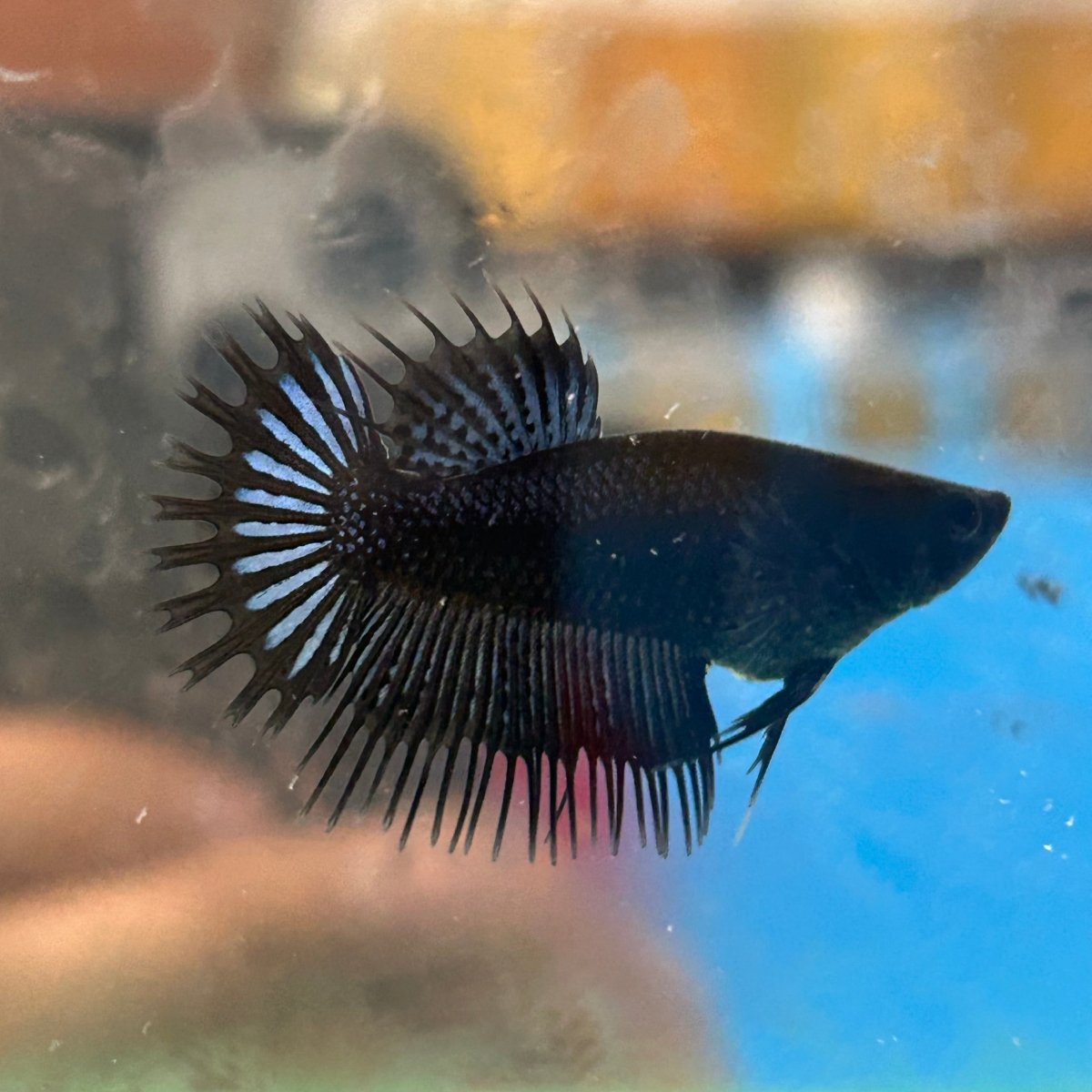 Black Orchid King Crowntail - Female Betta