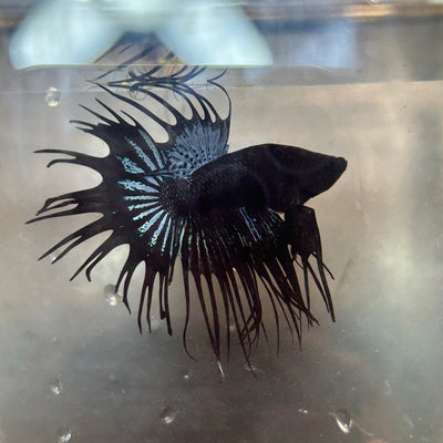 Black Orchird Crowntail - Male Betta 54