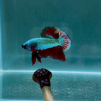 Blood Panther Gold S15 Plakat - Male Betta