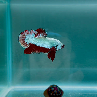 Blood White Scale Gold S31 Plakat - Male Betta