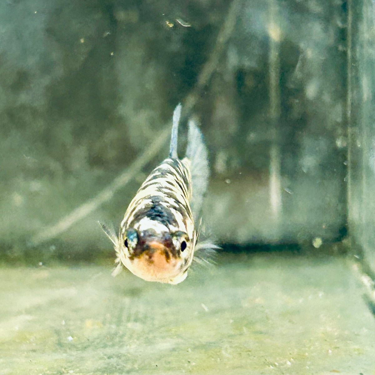 Blua Marble Plakat - Female Betta 089