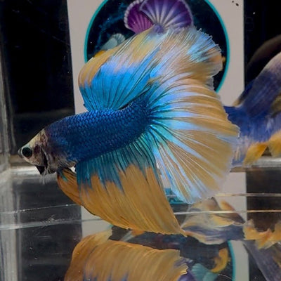 Blue Gas A69 Halfmoon - Male Betta