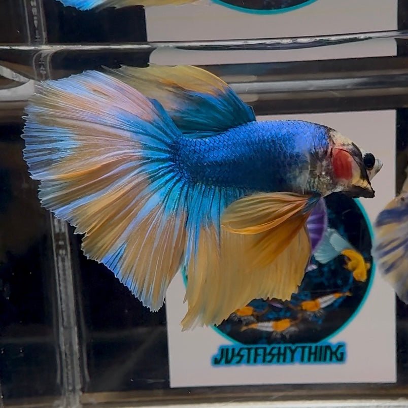 Blue Gas A69 Halfmoon - Male Betta