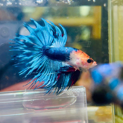 Blue Koi Crowntail Male Betta M02