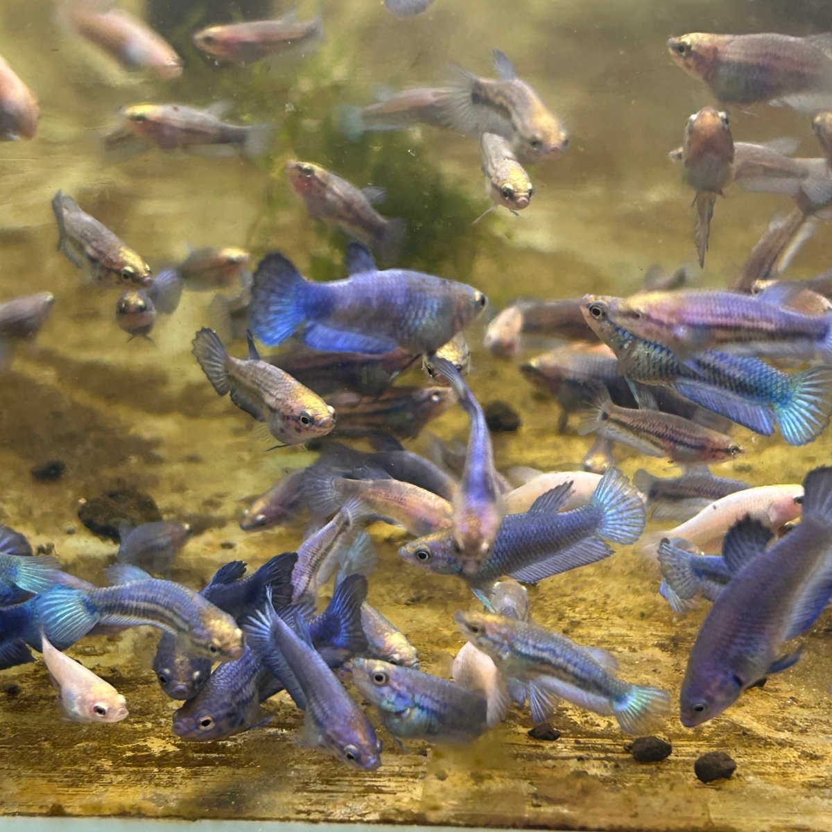 Blue Rim Plakat Baby Betta
