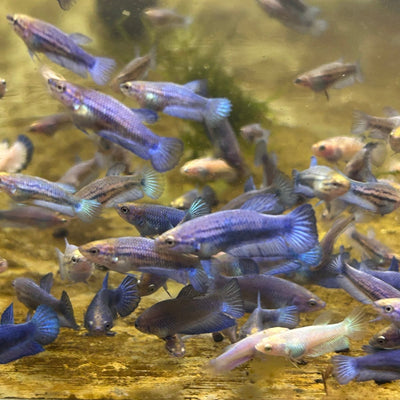 Blue Rim Plakat Baby Betta