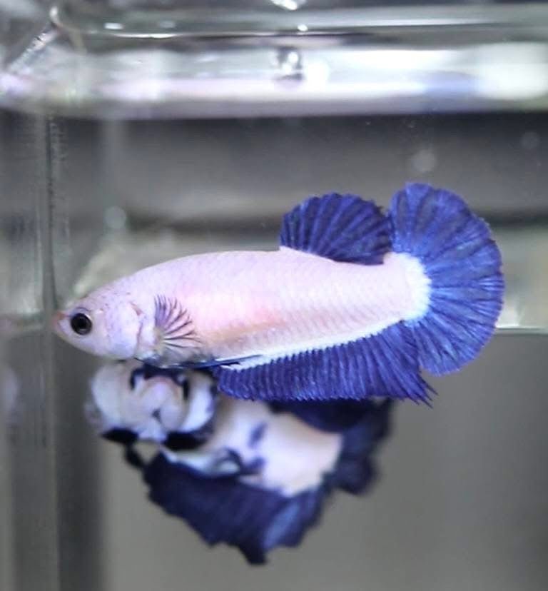 Blue Rim Plakat - Betta