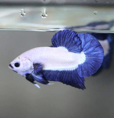 Blue Rim Plakat - Betta