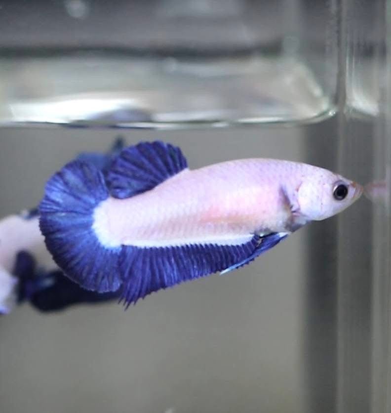 Blue Rim Plakat - Betta