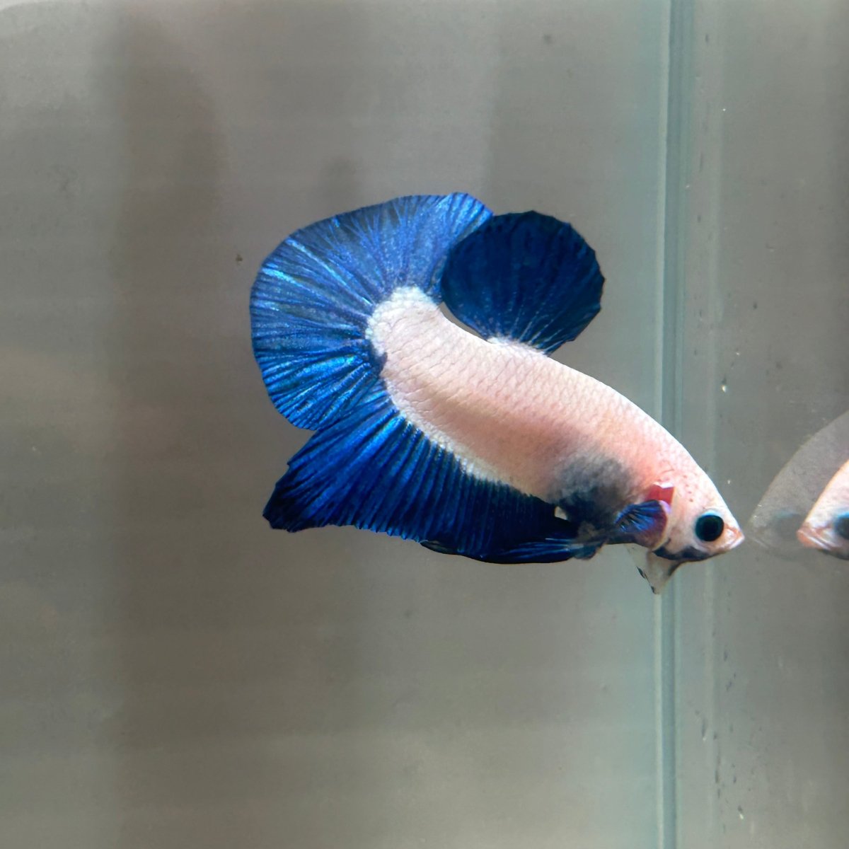 Blue Rim Plakat - Male Betta 142