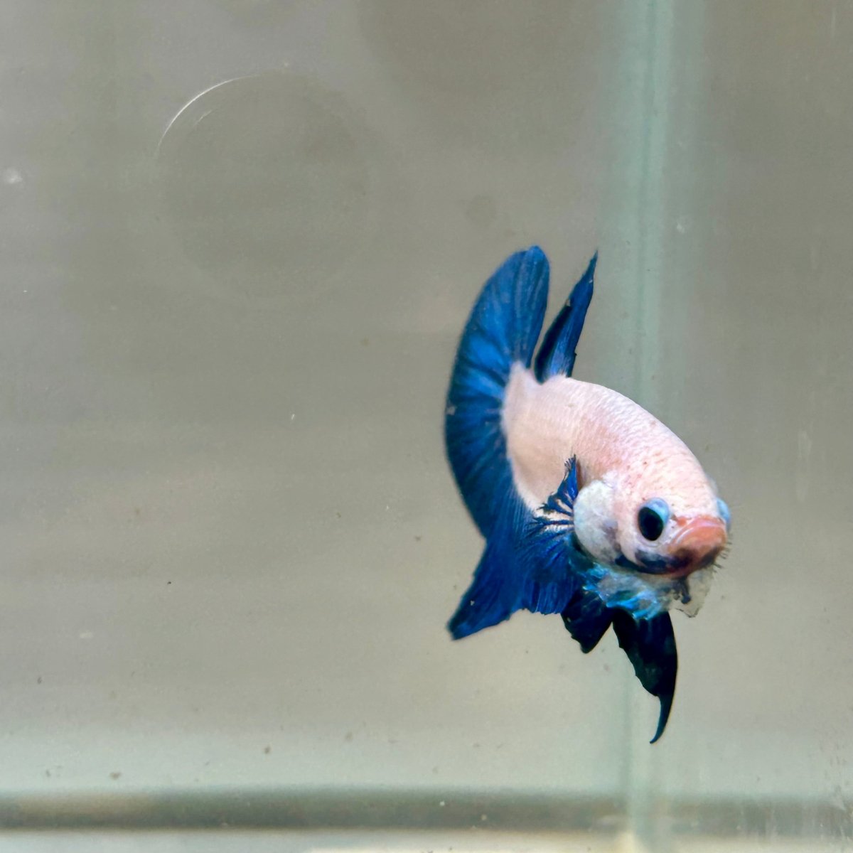 Blue Rim Plakat - Male Betta 142