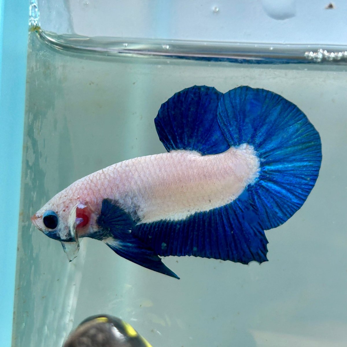 Blue Rim Plakat - Male Betta 142