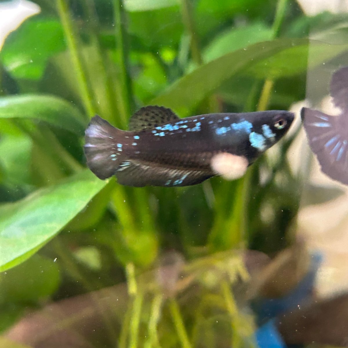Blue Samurai Plakat - Female Betta