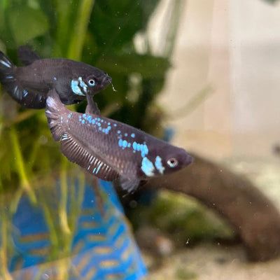 Blue Samurai Plakat - Female Betta